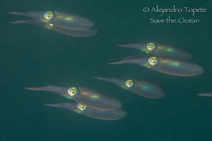 family Squid, Veracruz México by Alejandro Topete 